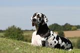 DOGUE ALLEMAND 052